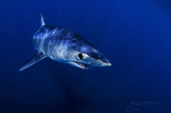 ~ Mako Monday ~ by Geo Cloete 